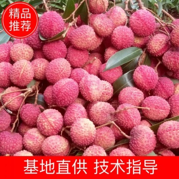 香山马拉坡老树鸡嘴荔枝，一件代发，6斤试吃装，138元
