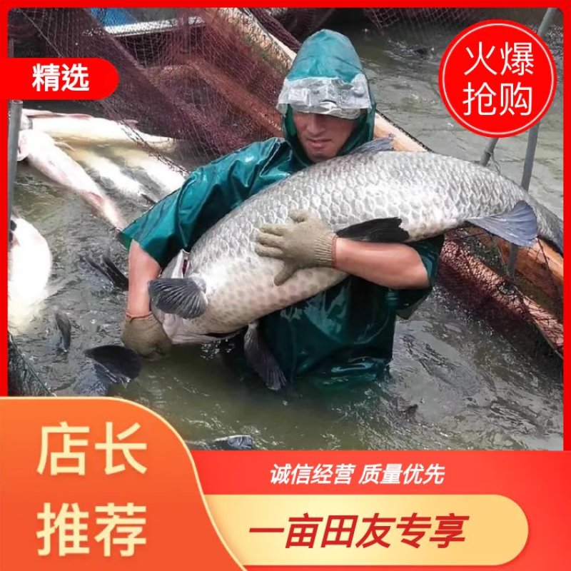青鱼🔥🔥🔥长年供应10斤到100斤大青鱼，规格俱全