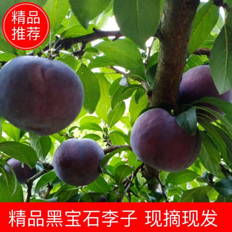 精品黑宝石李子口感好耐运输耐存现货供应