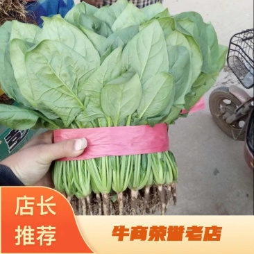 菠菜，20-30公分，对接商超，物美价廉，全国发货