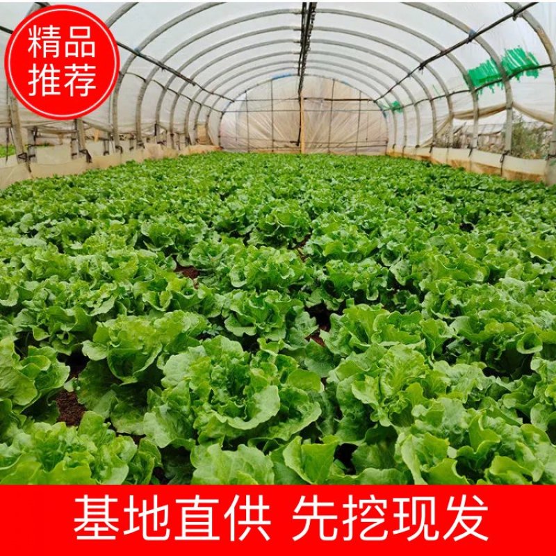 意大利生菜，品质保证，冷链保存运输，电商生鲜超市**