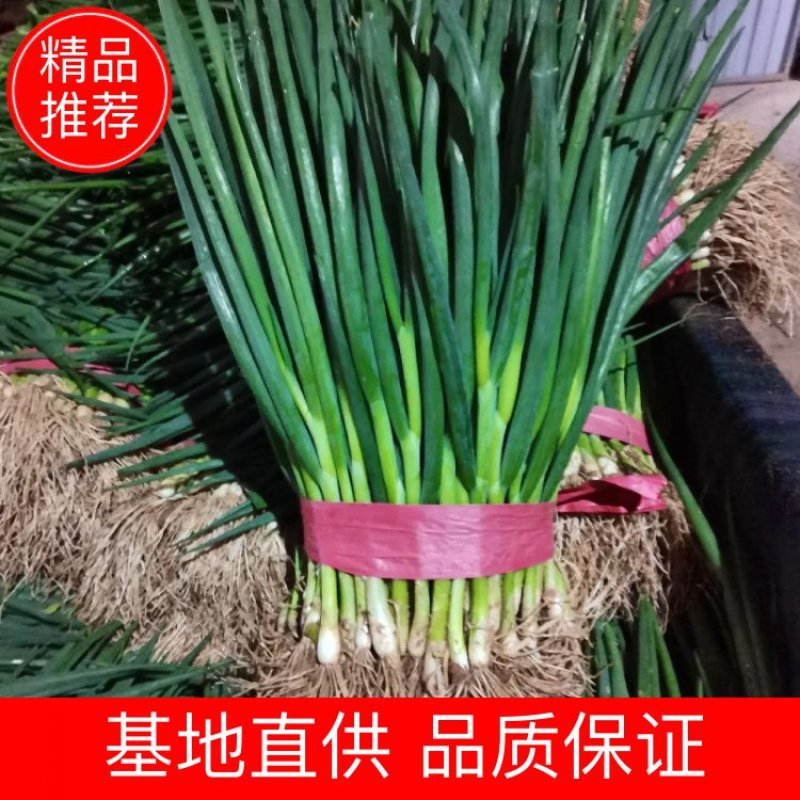 产地大量供应本地精品小葱，品质保证，生鲜商超，农贸市场