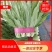 邯郸常年供应精品油麦菜产地直销保质保量，诚信代办