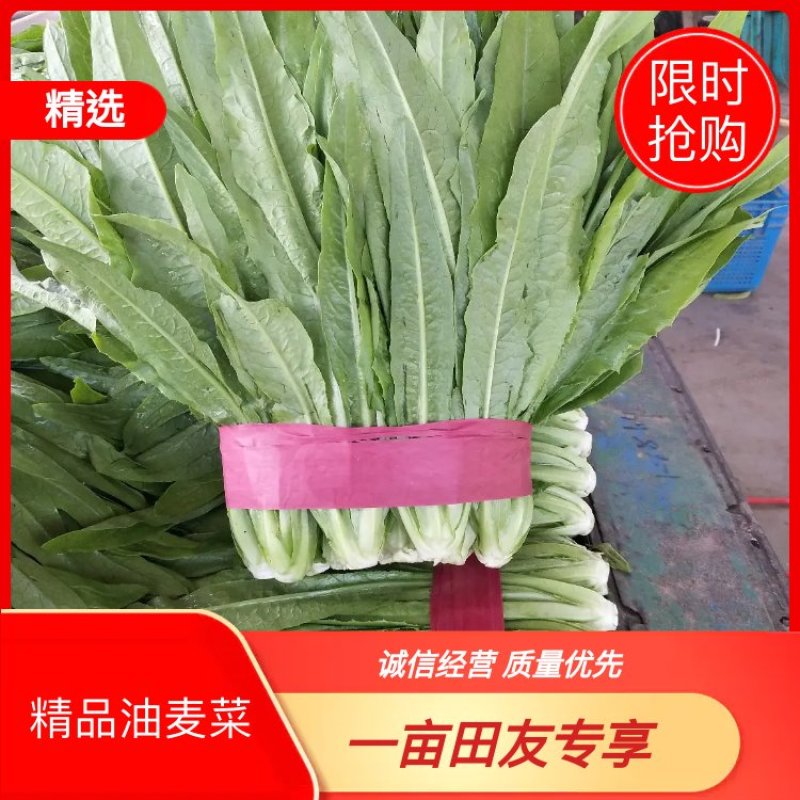邯郸常年供应精品油麦菜产地直销保质保量，诚信代办