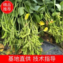 精品毛豆大量上市中欢迎选购/质优价廉保质保量