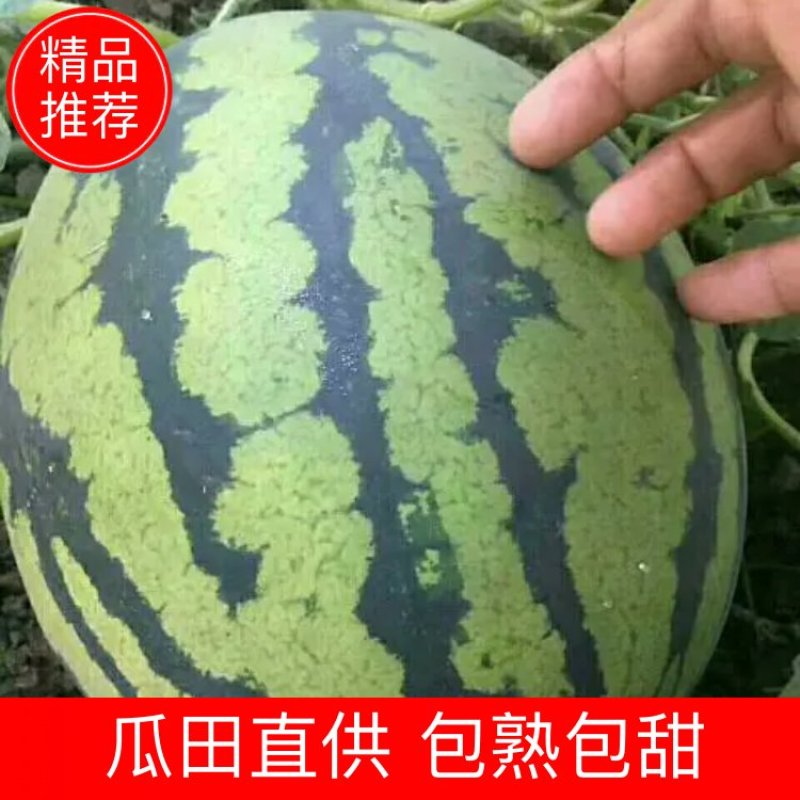 甜王西瓜大吨位产地直供精品，糖份高口感好，南北市场新宠儿