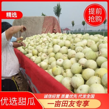 甜瓜甜宝甜瓜小量上市精品甜瓜产地直销保质保量
