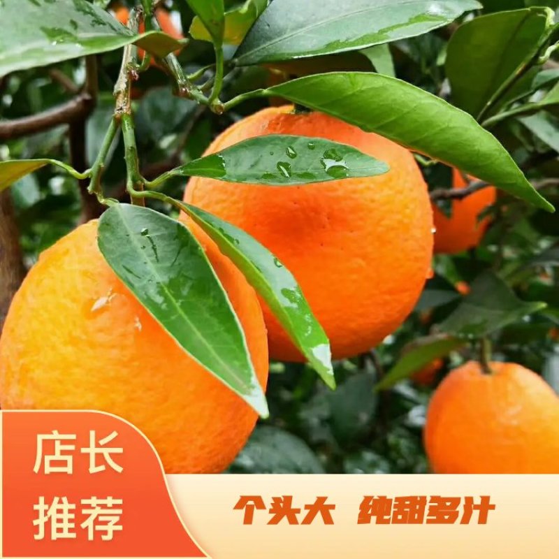 伦晚，品质优良，糖度高，个头大，皮薄皮细果肉细腻无籽无渣