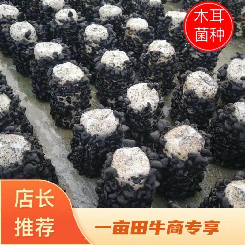 黑木耳菌种黑木耳菌包食用菌菌种木耳菌种段木袋栽木耳菌种