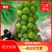 千亩阳光玫瑰葡萄产地直销物美价廉，品质保证，欢迎采购