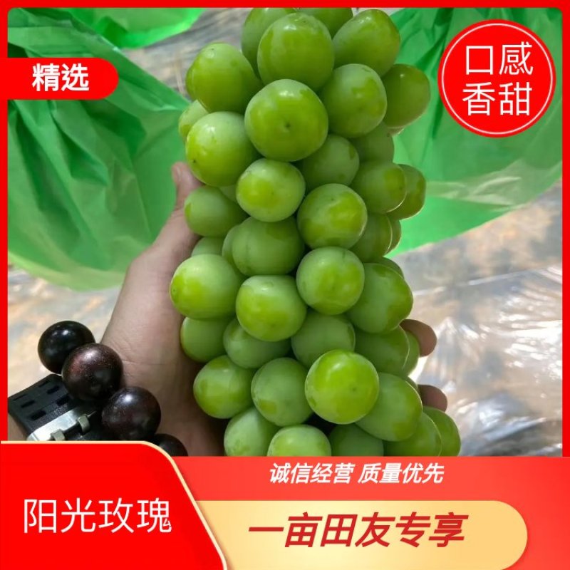 千亩阳光玫瑰葡萄产地直销物美价廉，品质保证，欢迎采购