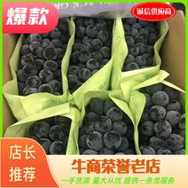 【畅销榜】江苏万亩精品巨峰葡萄巨峰个头均匀新鲜应季水果