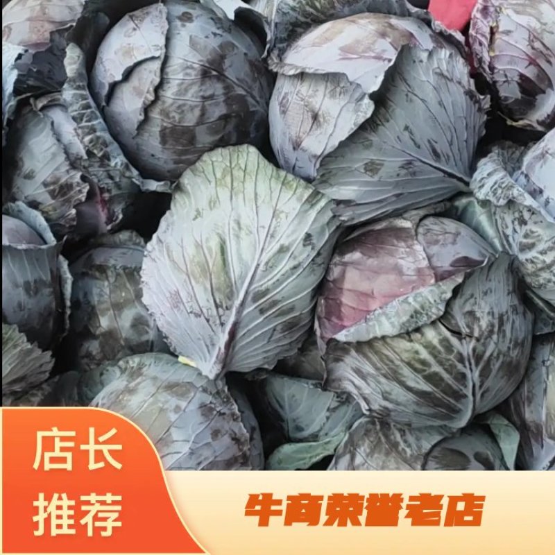 【紫甘蓝总销】热销河北邯郸永年现货紫甘兰量大从优～