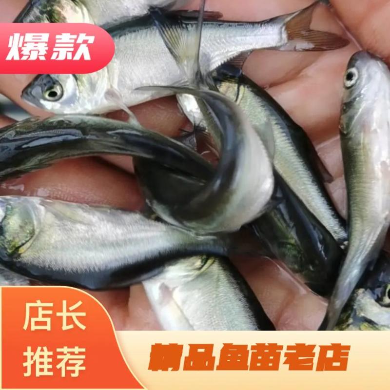 广东鱼苗、花鲢鱼苗、大头鱼、胖头鱼、基地直批价格优