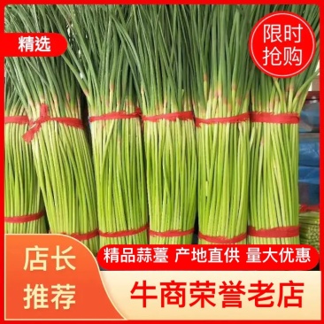 红帽蒜薹，河南红帽蒜薹，大量有货量大从优，价格美丽