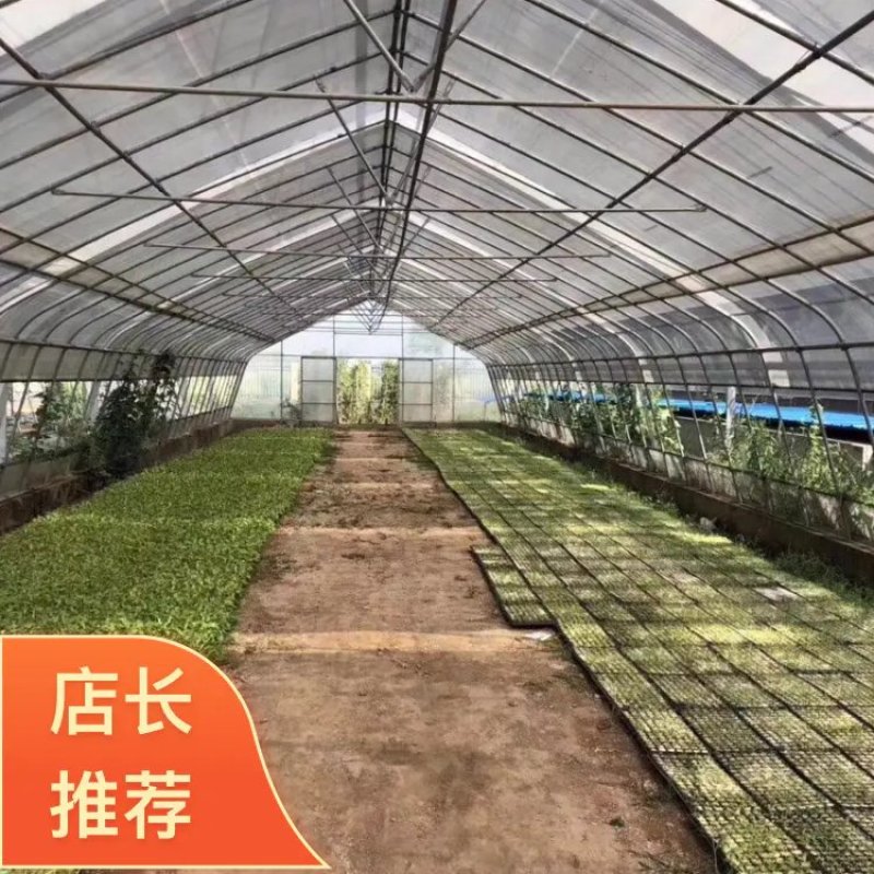 种植棚连栋种植棚养鸡棚包塑养猪棚养牛棚