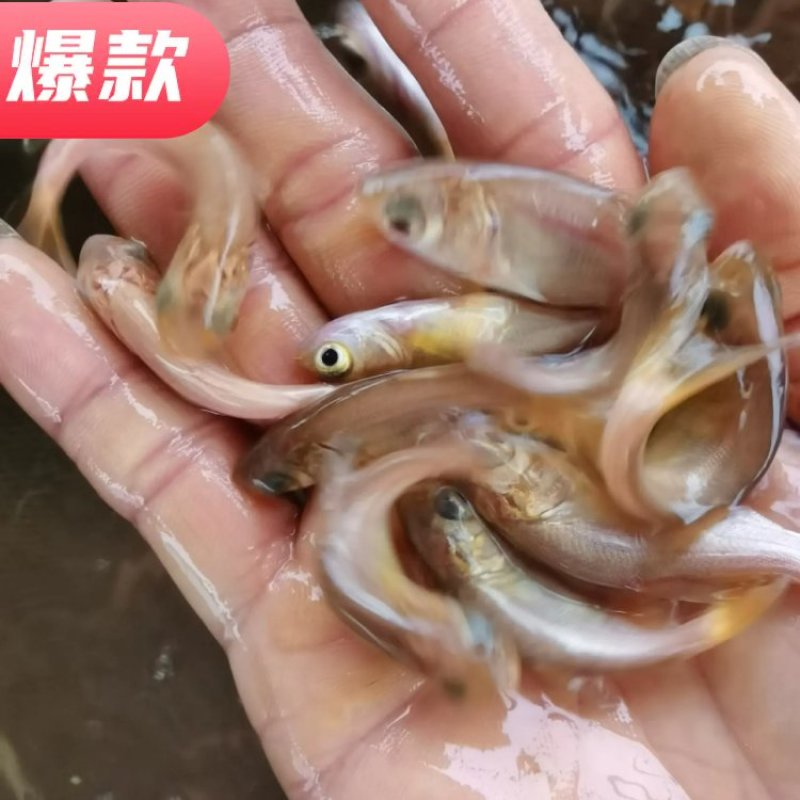 广东鱼苗、花鲢鱼苗、大头鱼、胖头鱼、基地直批价格优