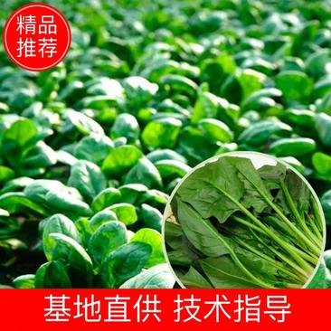 【牛】原厂家庭阳台艺秋季蔬菜京研菠杂10号种子20克/包