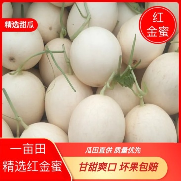 红金蜜瓜，东方蜜甜瓜零售电商生鲜超市量大从优