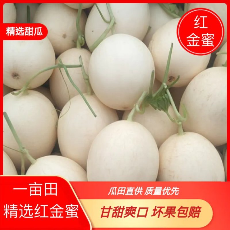 红金蜜瓜，东方蜜甜瓜零售电商生鲜超市量大从优