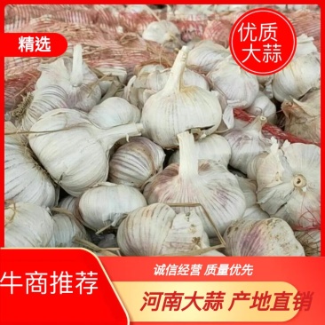 河南大蒜，蒜头颜色好！个头大，五十以上！诚信为你服务