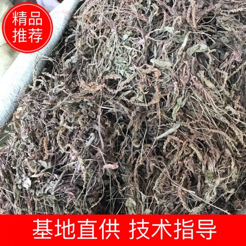 车前草支持线上交易车前草袋装量大从优