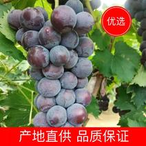 【优选】京亚葡萄户太8号马上大量上市，品质保证，大量供货