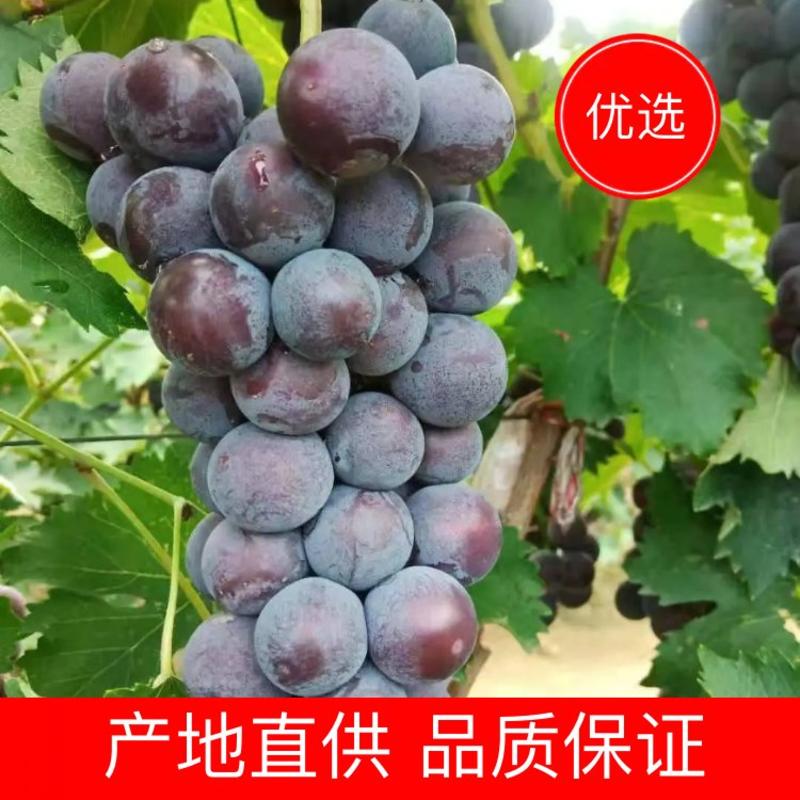 【优选】京亚葡萄户太8号马上大量上市，品质保证，大量供货