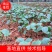 八角小苗优质大红八角种子小苗苗圃基地