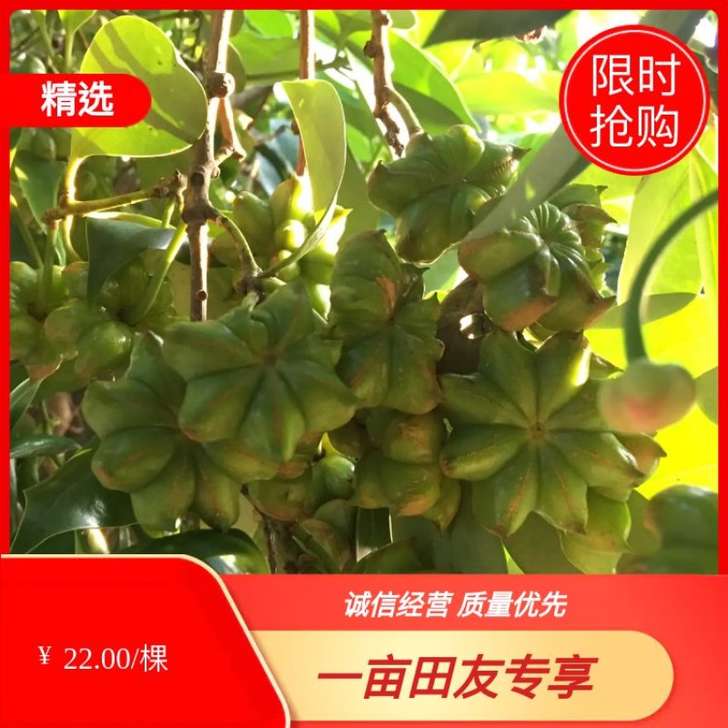 产地苗圃批发大红八角选种嫁接苗优质矮化罗马品种