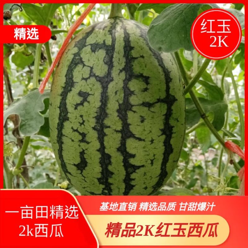 【推荐】山东潍坊2K红玉西瓜，小西瓜基地直销精选品质
