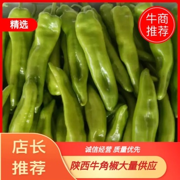 陕西散装牛角椒大量供应！欢迎大家来采购！