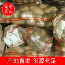 土豆，大量供应，对接全国各地客商老板看货下单