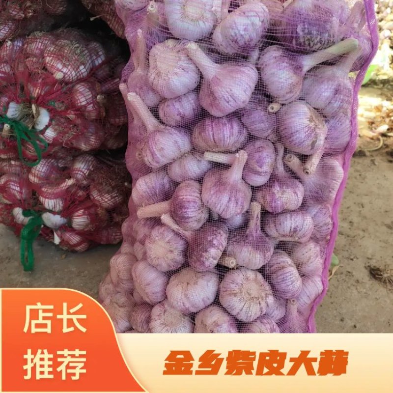 山东金乡紫皮大蒜诚信经营视频看货量大从优欢迎来电合作