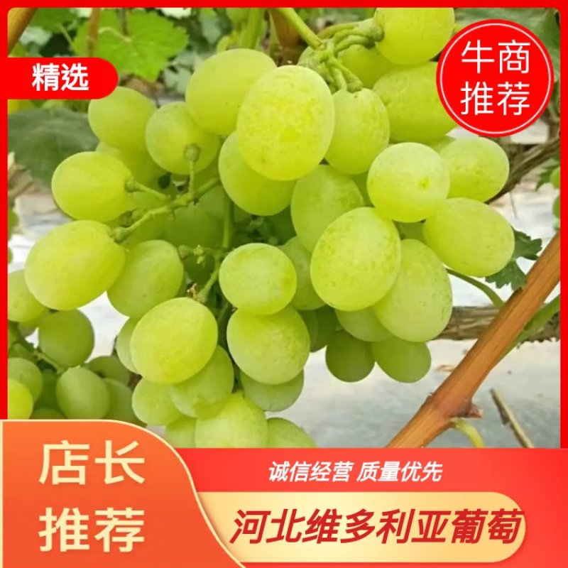 【热卖】河北暖棚维多利亚葡萄大量上市现摘现发货源充足