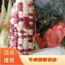 黏玉米花玉米黏质量好一手货源品质保证视频实地