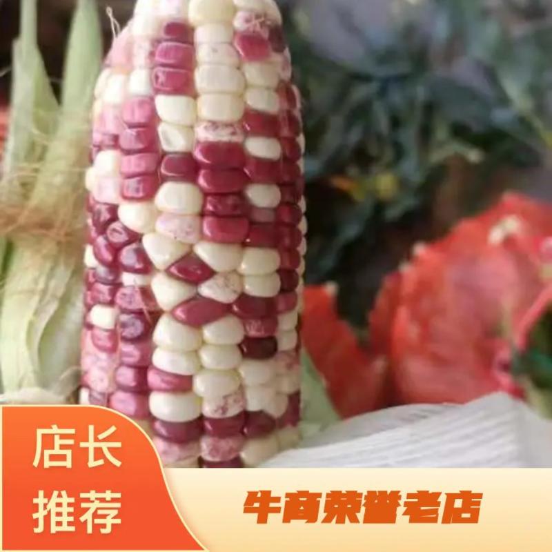 黏玉米花玉米黏质量好一手货源品质保证视频看货实地看货