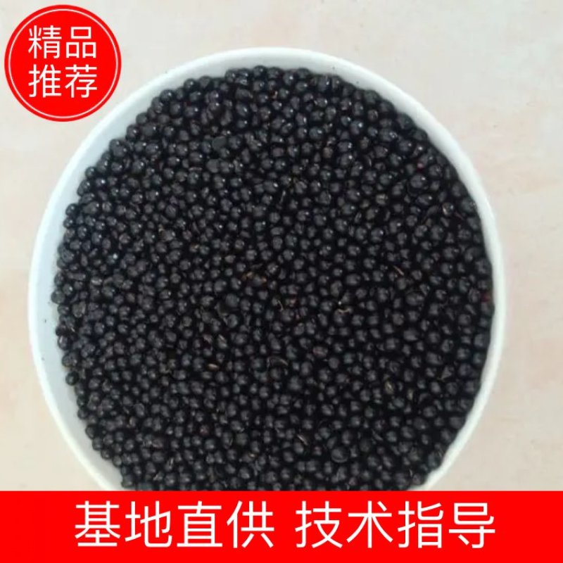 【热销】山东花椒籽散装粒大饱满自然晾晒发芽率高大量供应