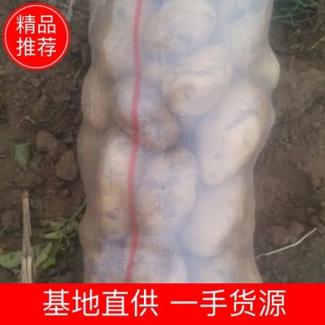 希森六号土豆产区货源精品货诚信代办