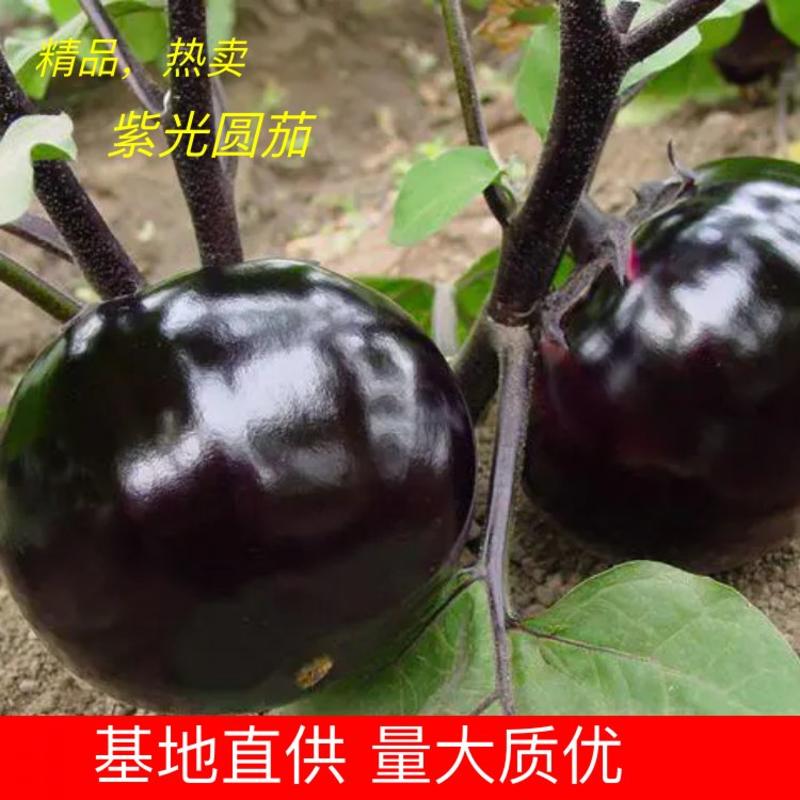 茄子，紫光茄子，产地山东聊城，优质大量上市，产地大量供应