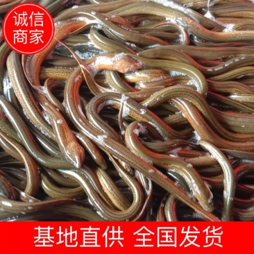 原生态鳝鱼湖北产地直发规格齐全欢迎新老客户前来采购