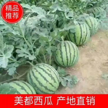 【精品】安徽美都西瓜大量上市，产地直销，货源稳定欢迎选购