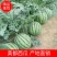 【精品】安徽美都西瓜大量上市，产地直销，货源稳定欢迎选购