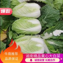 湖南黄心白菜净菜自产自销货源充足，可供出口加工厂