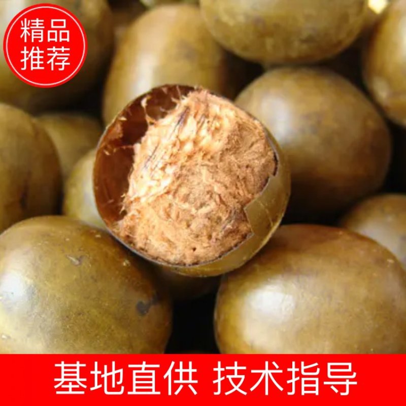 罗汉果，干货香料专供，大量现货，门店专卖，欢迎联系