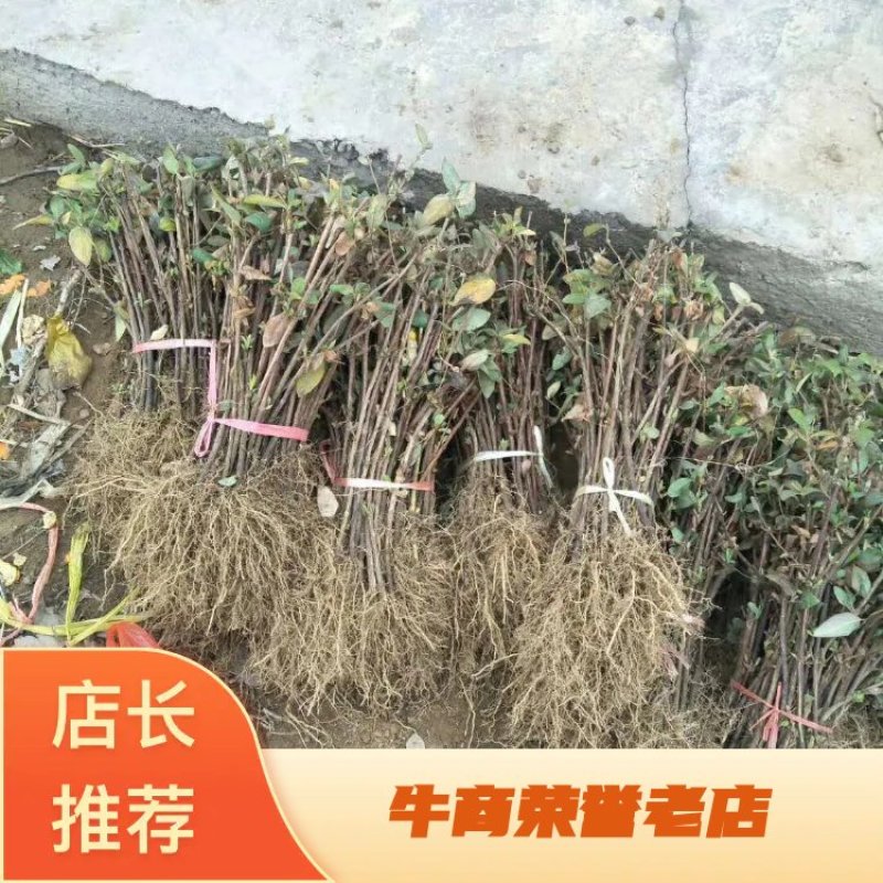 金银花山东金银花种植基地