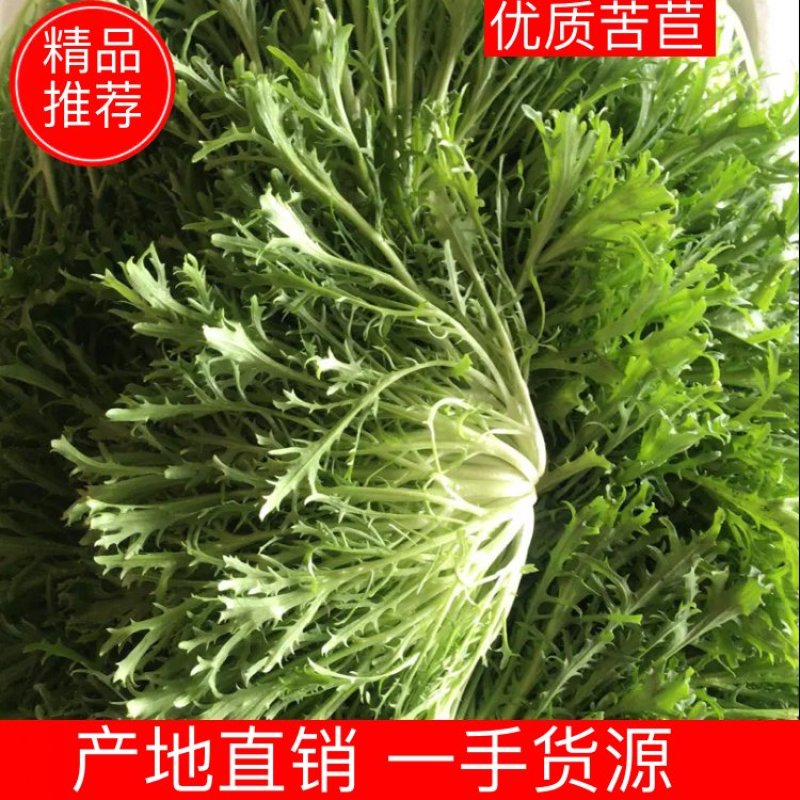 辽宁精品苦苣、产地一手货源价格低欢迎来产地看货