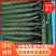 黄瓜，密刺油亮精品蔬菜口感脆甜保质保量