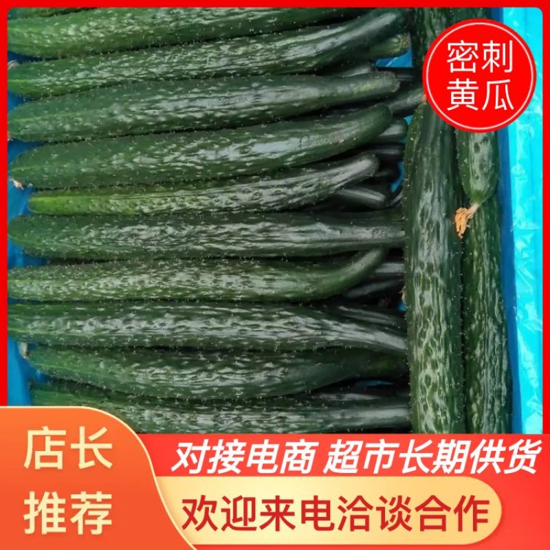 黄瓜，密刺油亮精品蔬菜口感脆甜保质保量