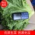 辽宁新民精品生菜，品质保证，量大从优，欢迎来我产地看货